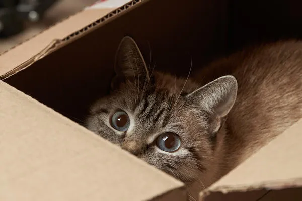 Кошки любят играть с коробками