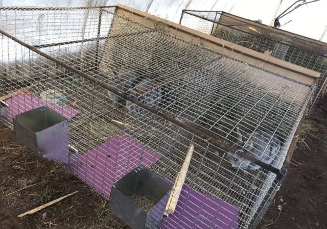 Как сделать клетку для кроликов из сетки своими руками