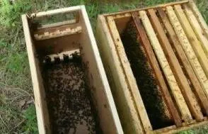 Пересадка пчелопакета в улей Дадан