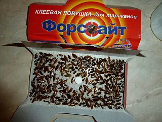 Форсайт 