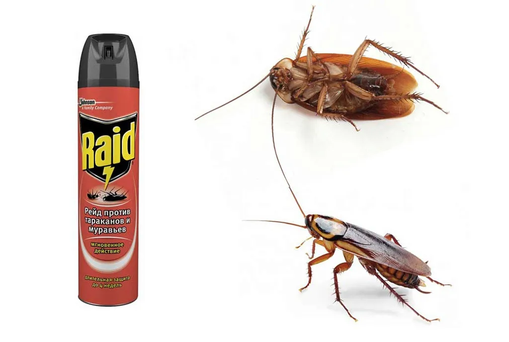 Raid