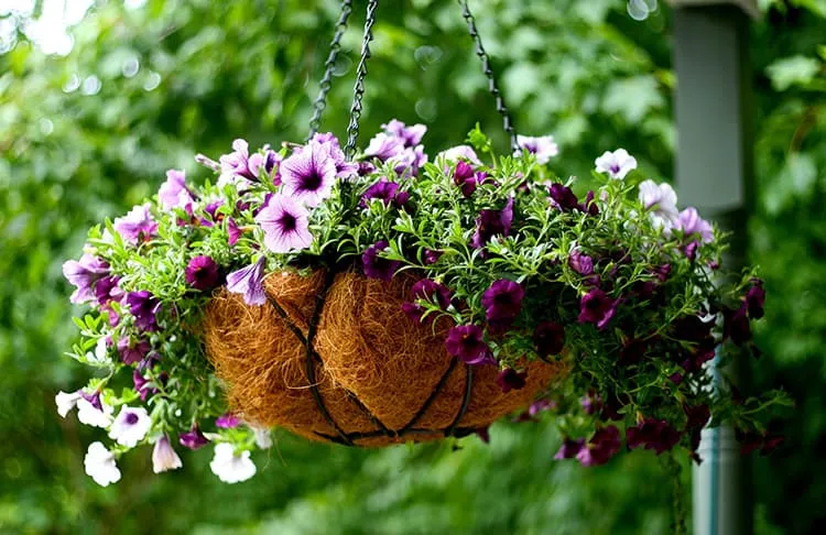 Кстати, подвесные вазоны могут быть изготовлены из мха сфагнума. Они отлично впитывают воду.  Сейчас этот вариант очень популярен у садовых дизайнеров